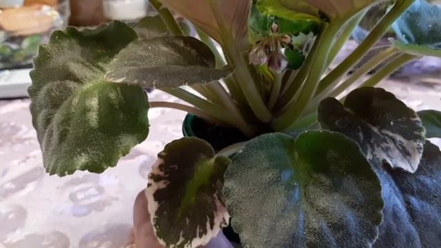 Цветущие фиалки сорта Балчуг Полёт и Н-Яшма смотреть онлайн