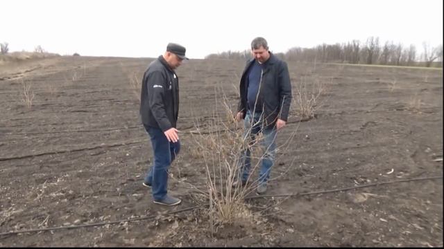 Нутелла может подорожать из-за неурожая фундука смотреть онлайн