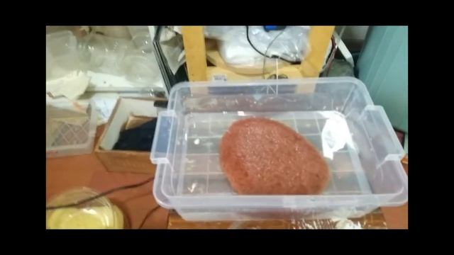 Balıklara Canlı Yem Aldım - Tubifex Kutu Açılımı