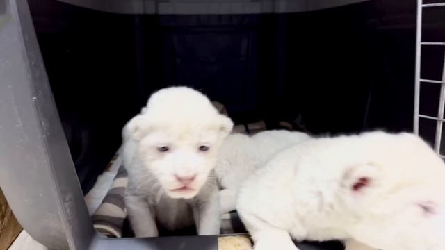 НЕВЕРОЯТНО КРАСИВЫЕ БЕЛЫЕ ЛЬВЯТА! Как развиваются наши малыши. ПАРК ЛЬВОВ ЗЕМЛЯ ПРАЙДА МОСКВА смотреть онлайн