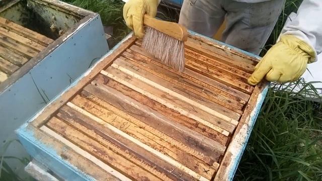 Пасека Лаврова. Расширяем отводок. Профилактика от варроатоза. Ставим магазины на основные семьи. смотреть онлайн