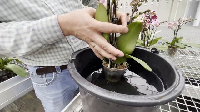 Wie gieße ich meine Orchideen richtig? Variante 1: Die Orchidee baden смотреть онлайн