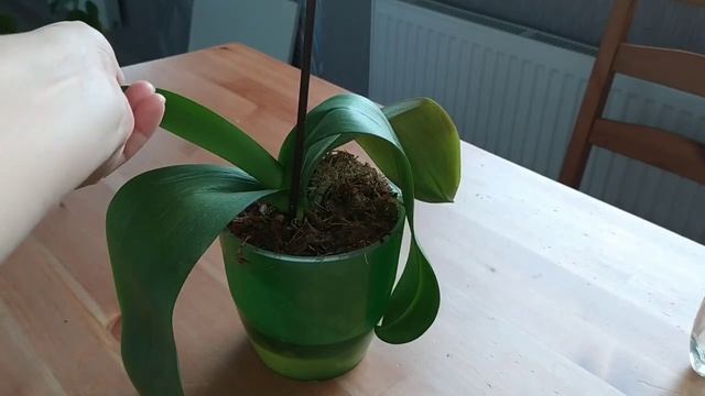 Поливаю орхидеи Фитолавином. Мыло ручной работы к праздникам. смотреть онлайн