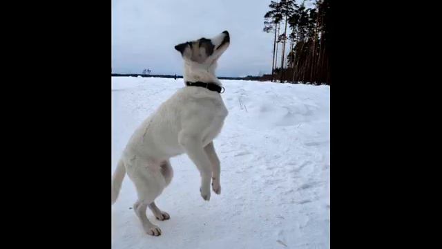 Щенок ищет дом. Семимесячный щенок Керри ищет дом и любящего хозяина смотреть онлайн