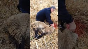 Как резать барана Саша Д.