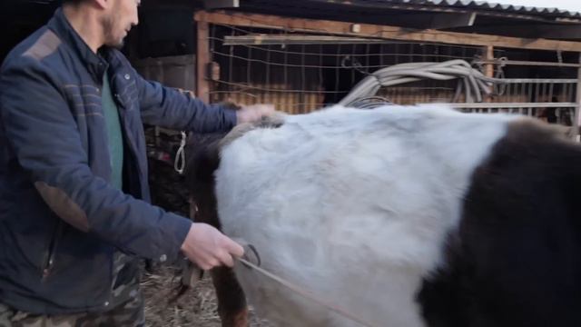 Как живут коренные казахи в Казахстанских аулах. Жизнь в деревнях Казахского юга смотреть онлайн