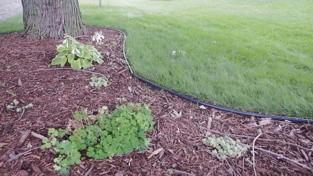 August Garden Tour Part 1 - front yard | Serenity Now Garden смотреть онлайн