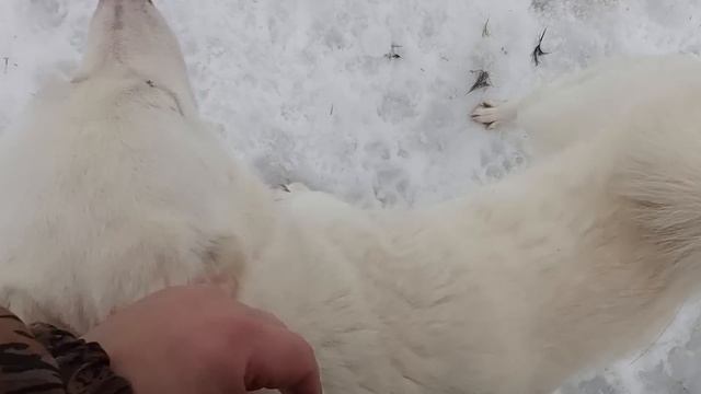 А вот и щенки появились смотреть онлайн