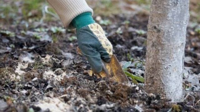 Ягод на моих вишнях всегда много, и крупного размера. Все дело в уходе, правильном и своевременном смотреть онлайн