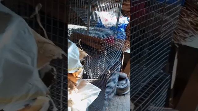 заготовка бересты часть вторая смотреть онлайн