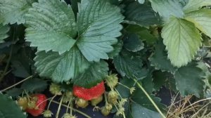 #виматардасадоваяземляника Клубника Вима Тарда