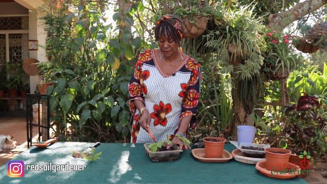 Begonia Carolineifolia- Plant Care and Soil propagation смотреть онлайн