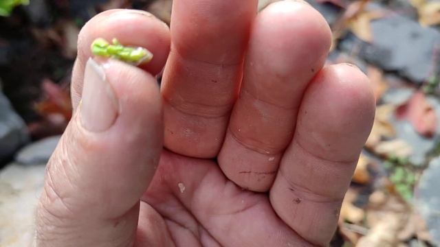 Picking Green Pistaccios (Pistacia vera) in Germany смотреть онлайн