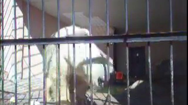 Танцующий медведь .Dancing Bear from the Kazan Zoo смотреть онлайн