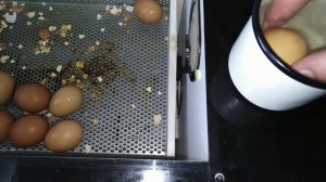 Как проверить живое ли инкубационное яйцо?!