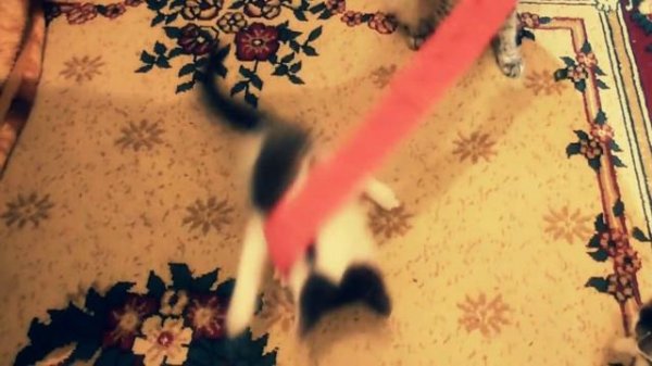 ЖИЗНЬ КОТЁНКА