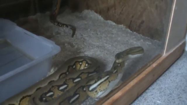 Giant snakes II - Python reticulatus смотреть онлайн