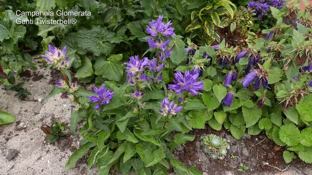Campanula Glomerata Genti Twisterbell® in 40 seconds - 4K смотреть онлайн