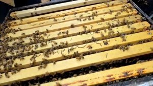 Откачка мёда 2021 с домашней пасеки в США / Сколько мёда можно откачать с одной пчелосемьи в Америк