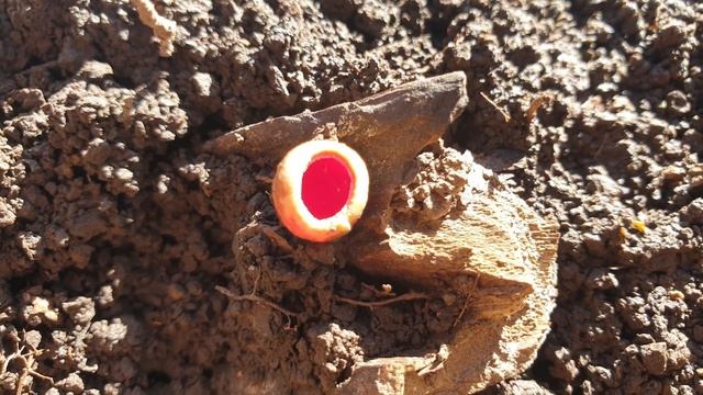 Открытие грибного сезона 2021 ! Грибы 2021 ! смотреть онлайн