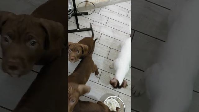 как выманить щенка из под кровати... да ещё сразу научить командам... 😊 смотреть онлайн