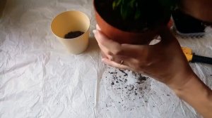 Пересадка Spathiphyllum Chopin - женское счастье.