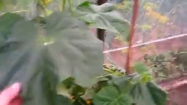 Наш огуречник на даче. смотреть онлайн