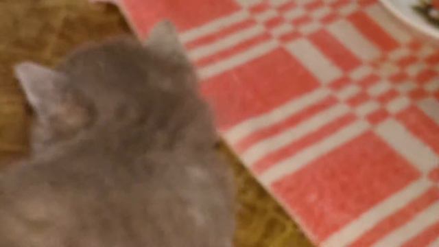 Ксюша с котятами самая маленькая кошка и котята смотреть онлайн