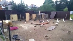 Домики для уток из поддонов за 6 часов.