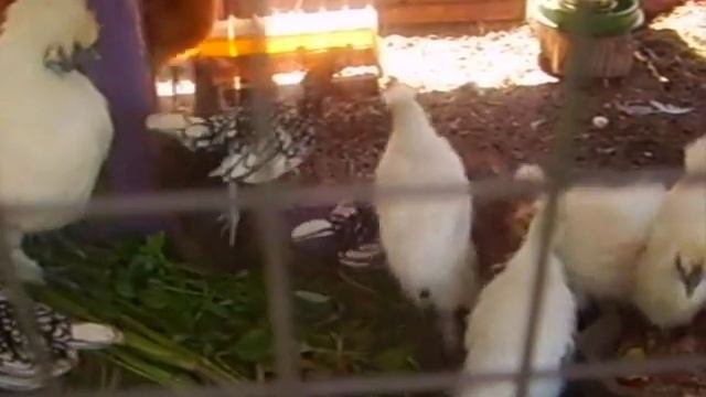 Китайские шелковые куры и цыплята.\Котенок Боня. смотреть онлайн