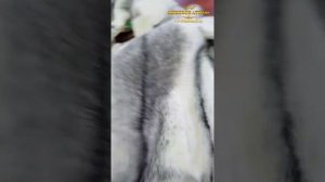 Норка крестовка пожелтела - что делать? Покрасить мех в серый цвет!