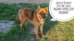 Приручила дикого пса из дикого леса. Что за пёс этот волк? Смоленский акита в Совином доле