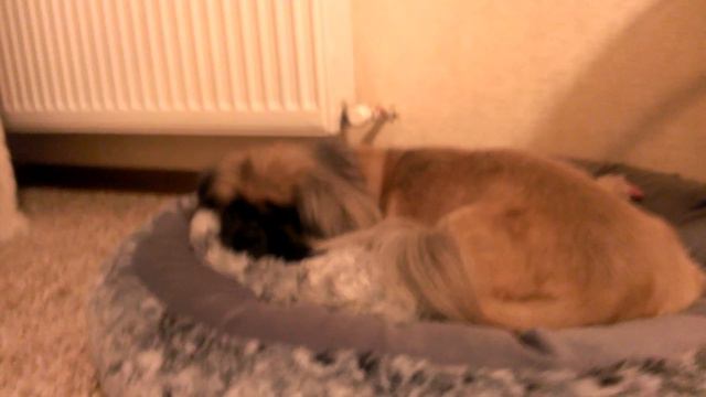 добрейшей души пекинес смотреть онлайн