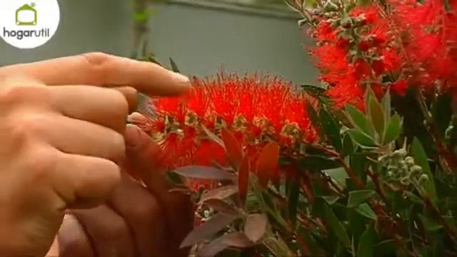 Cuidados del limpiatubos - Decogarden смотреть онлайн