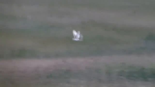 Крокодил Схватил Буйвола! Вот Что Было Дальше смотреть онлайн