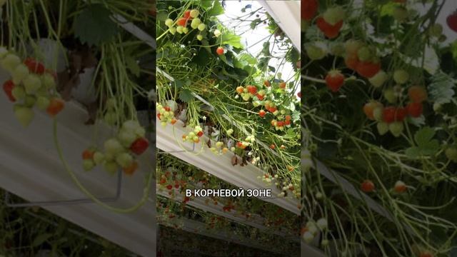 МИНЕРАЛЬНАЯ ВАТА