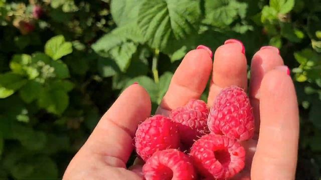 Лячка. Ранний летний сорт малины. Обзор ягоды и плодоношения смотреть онлайн