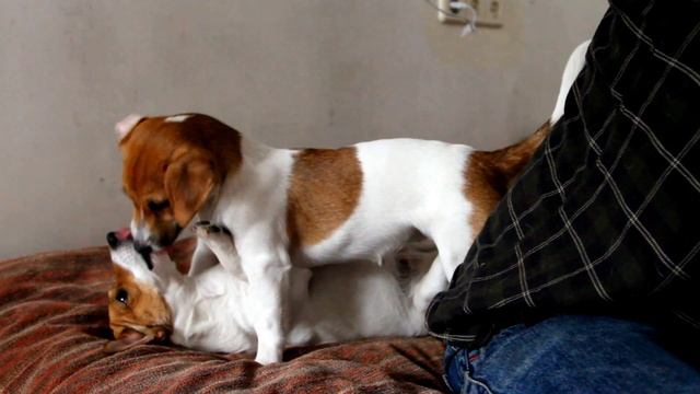 КАК ВЕДУТ СЕБЯ ДЖЕК РАССЕЛ ТЕРЬЕР КОГДА ТЫ ИХ "ТИПА НЕ ВИДИШЬ")) Jack Russell Terrier смотреть онлайн