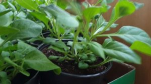 Прищипывать петунию Тайдал или нет? Самая большая петуния в мире ТАЙДАЛ (Tidal Wave)!