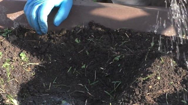 САЖАЕМ ОГУРЦЫ В ОТКРЫТЫЙ ГРУНТ! РОЗЫГРЫШ ПРИЗОВ! смотреть онлайн