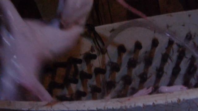 Support Proposed Legislation to Ban Dog and Cat Meat in China! смотреть онлайн