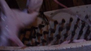 Support Proposed Legislation to Ban Dog and Cat Meat in China!