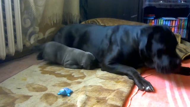 Щенки Кане Корсо - selling puppies Cane Corso смотреть онлайн