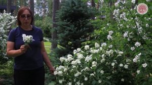 Выбираем кустарник Жасмин (Чубушник)
