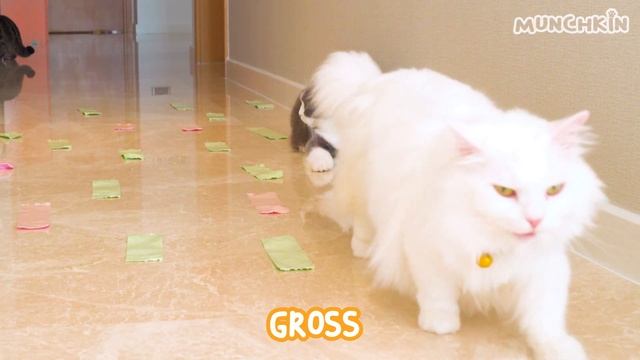 Can Cats Walk Through Tape Minefield? смотреть онлайн
