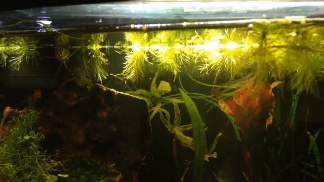 African butterflyfish Пантодон Рыба - бабочка смотреть онлайн