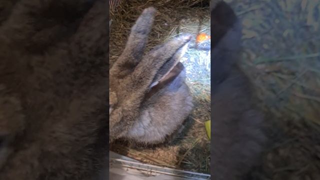 Тавва ответственный пациент #домзайца #bunny #hare #cute смотреть онлайн