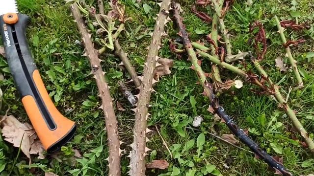 Наконец укрытия с роз сняты! Объективная оценка состояния кустов?. смотреть онлайн