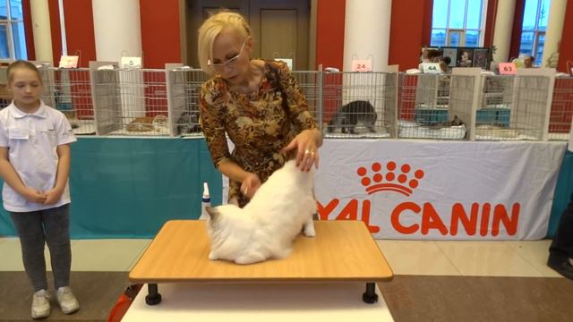 Питомник рэгдоллов ViolettElle WCF ринг Ragdoll Alvitacat Charm Sunshine 07.03.2016 2ч смотреть онлайн