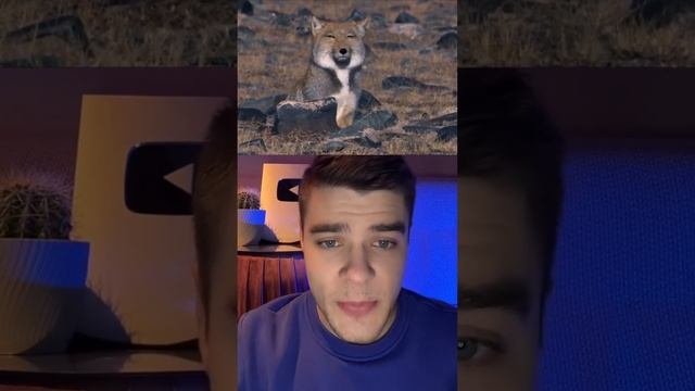 Интересный Факт О Лисах? смотреть онлайн